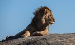 Escaped Lion Attacks Sleeping Farmer in Turkey