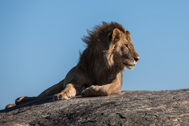 Escaped Lion Attacks Sleeping Farmer in Turkey
