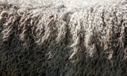 Wollmatten The Ultimate Guide to Eco-Friendly Insulation, Comfort, and Sustainability