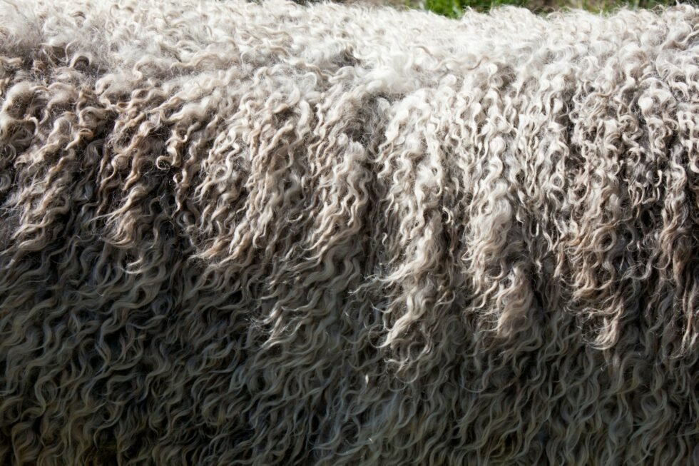 Wollmatten The Ultimate Guide to Eco-Friendly Insulation, Comfort, and Sustainability