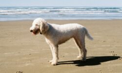 Bernedoodle for Sale UK The Ultimate Guide to Finding Your Perfect Companion