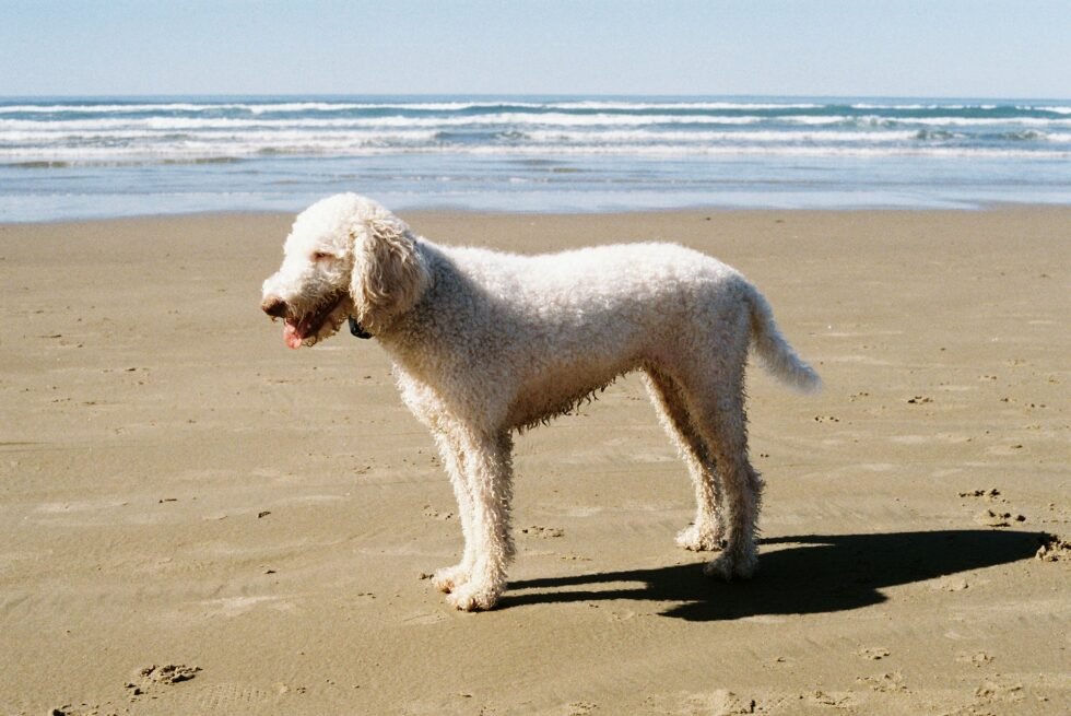 Bernedoodle for Sale UK The Ultimate Guide to Finding Your Perfect Companion