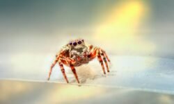 Jumping Spiders for Sale UK Your Ultimate Guide to Buying, Caring, and Enjoying These Adorable Mini Pets